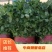【河北】精品香菜大叶香菜茎叶20--30公分