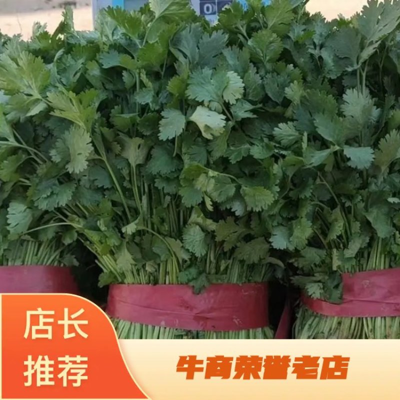 【河北】精品香菜大叶香菜茎叶20--30公分