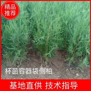 侧柏侧柏杯苗容器袋侧柏陕西侧柏40-70公分50万株