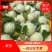 广西番石榴芭乐秋果大量上市品质好货源充足
