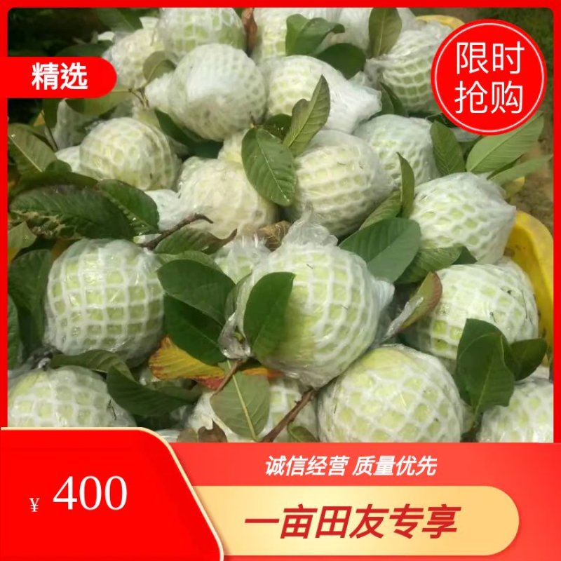 广西番石榴芭乐秋果大量上市品质好货源充足
