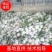 广西番石榴芭乐秋果大量上市品质好货源充足