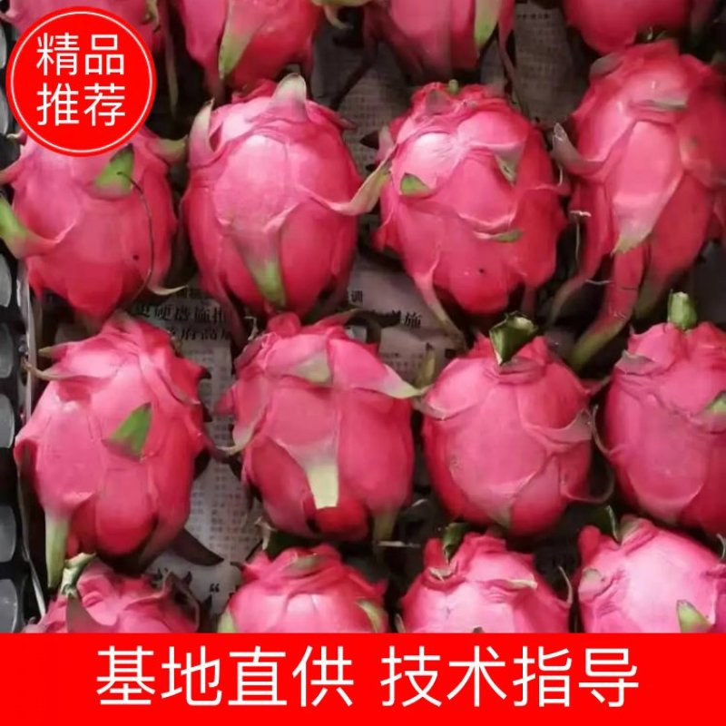 广西金都一号软枝大红火龙果