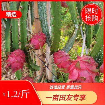 广西金都一号软枝大红火龙果