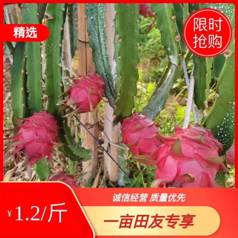 广西金都一号软枝大红火龙果