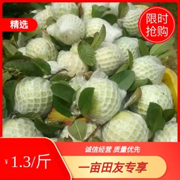 广西番石榴芭乐秋果大量上市品质好货源充足
