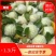 广西番石榴芭乐秋果大量上市品质好货源充足