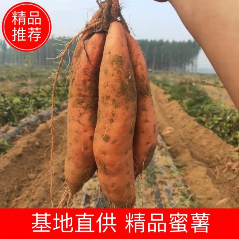 【新货】蜜薯烟薯25烤薯专用商超电商直供软油甜糯