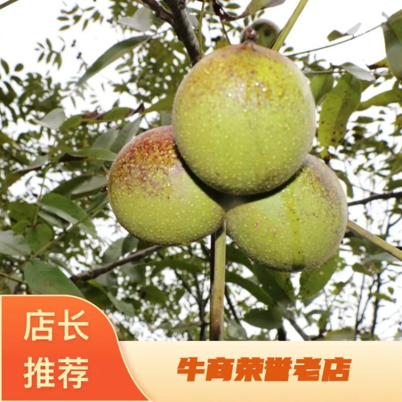 2025年云南青皮核桃新鲜核桃子果大皮薄仁味香肉厚