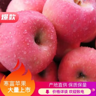 辽宁绥中一刀寒富苹果甜脆可口产地直供对接批发零售采购商