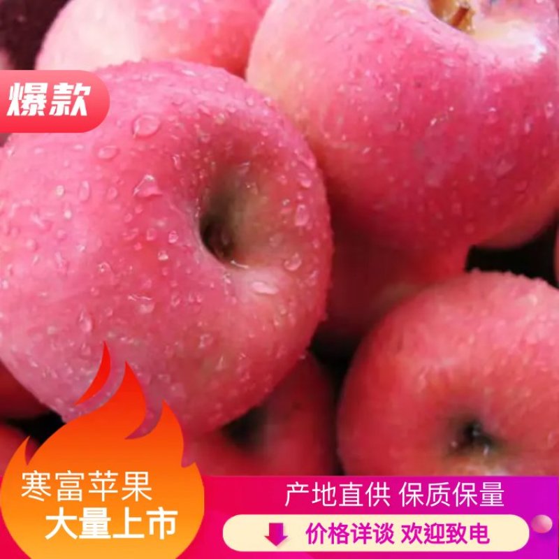 辽宁绥中一刀寒富苹果甜脆可口产地直供对接批发零售采购商