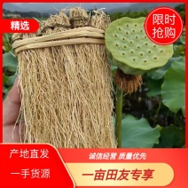 养肝草种植大户追求品质一手货源一年四季现挖现卖保持货新鲜