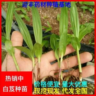 优质云南三叉白芨苗训化苗直播苗亩用一万两千颗