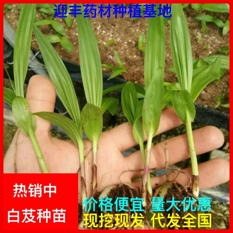 优质云南三叉白芨苗训化苗直播苗亩用一万两千颗