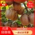 徐香小果