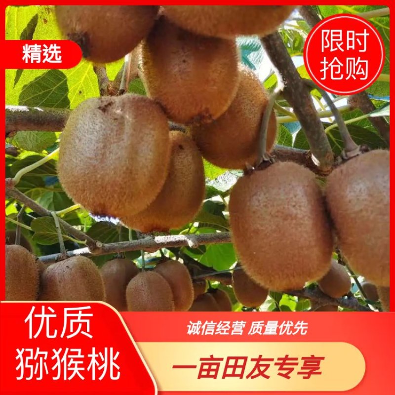徐香小果
