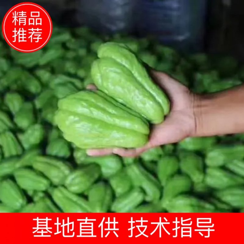 佛手瓜产地直供精选包装高品质纯绿色