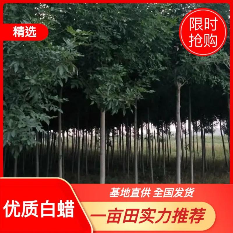 【精品推荐】白蜡树一级速生白蜡钢管直6-10公分