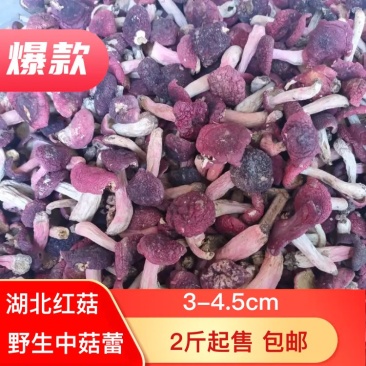 湖北野生红菇,2021新货中菇蕾,2斤拿样,包邮