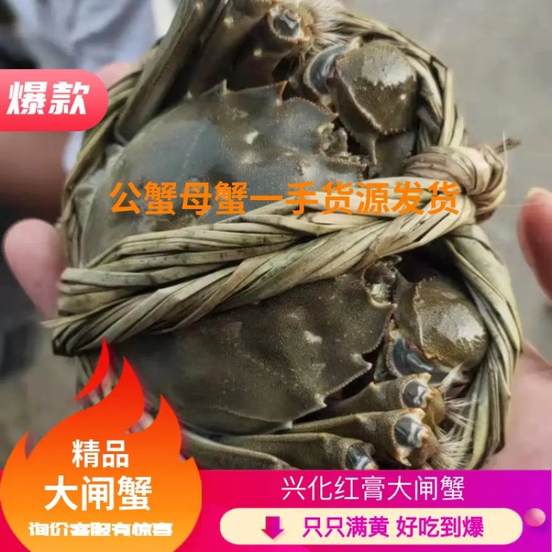 大闸蟹兴化红膏大闸蟹江苏大闸蟹基地供应满黄满膏