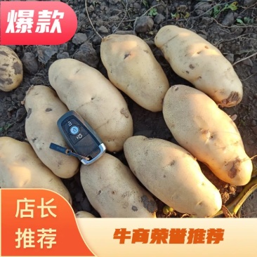 【热销】黄心土豆全国供应可视频看货量大从优欢迎电联