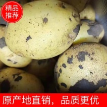 【精品】尤金885土豆新鲜上市对接商超品质保证欢迎咨询