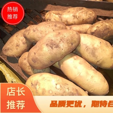 【热推】荷兰十五大土豆二两通货对接商超品质保证欢迎下单
