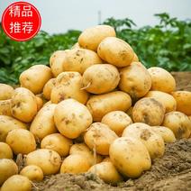 【热销】甘肃黄皮土豆基地直销质优价廉品质保证