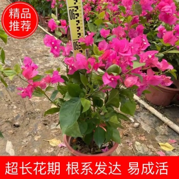 水红三角梅，勒杜鹃，观赏植物，基地直销，价格实惠，
