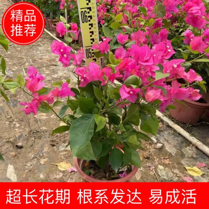 水红三角梅，勒杜鹃，观赏植物，基地直销，价格实惠，