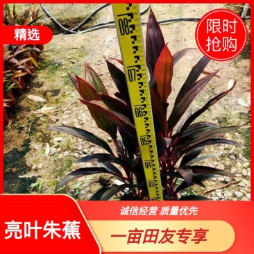 亮叶朱焦