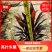 亮叶朱焦