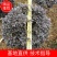 绿化苗木