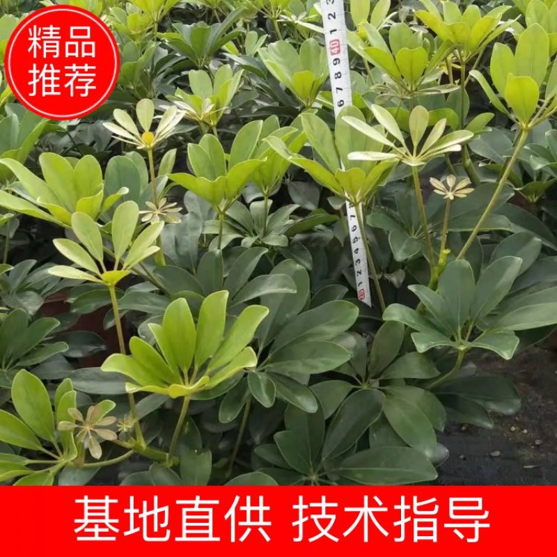 鸭脚木