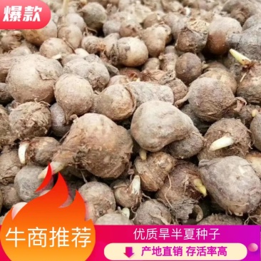 【半夏】优质旱半夏种子小叶型麻芋子提供种植技术指导