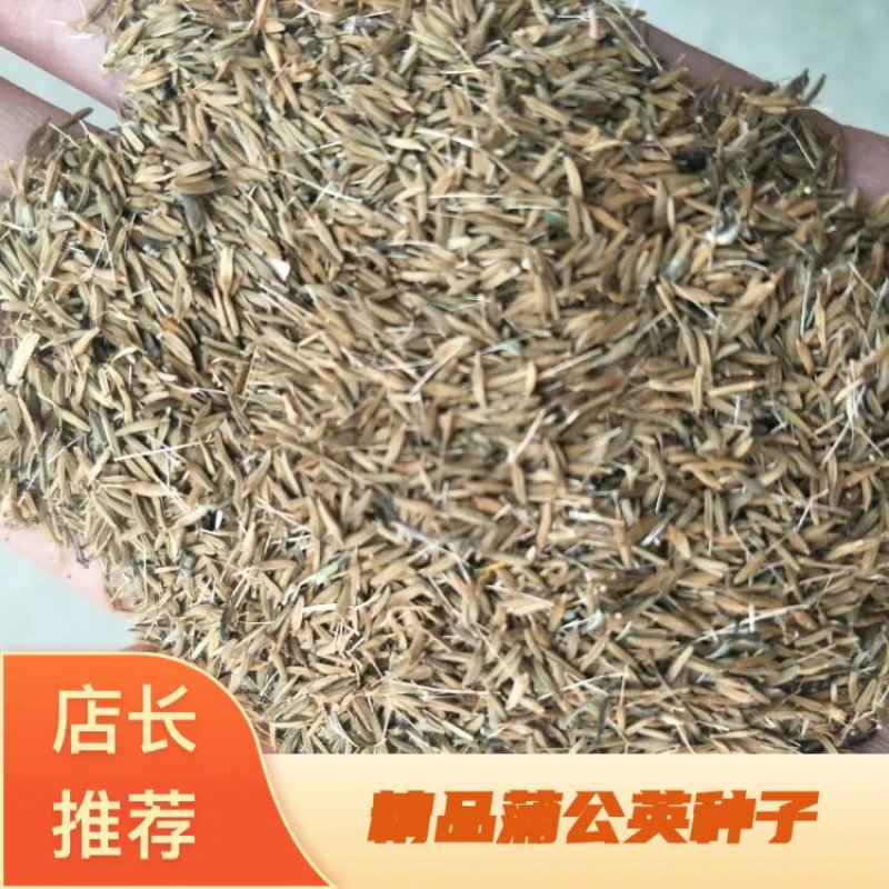 【优质】优质蒲公英种子小叶蒲公英药食两用提供种植技术