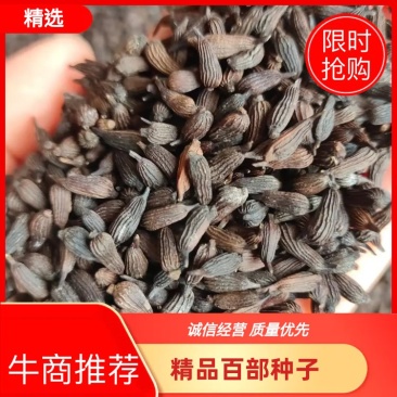 优质云南百部种子对叶百部种子儿多母苦种子基地直发全国包邮