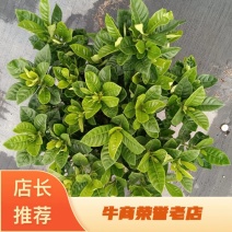 小叶栀子花230#，基地直销，价格实惠，可装箱发货，
