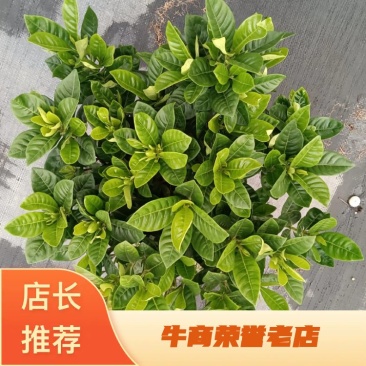 小叶栀子花230#，基地直销，价格实惠，可装箱发货，