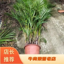 散尾葵
