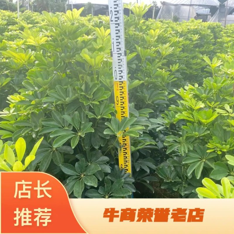 鸭脚木