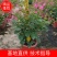 三角梅，勒杜鹃，观赏植物，基地直销，价格实惠，