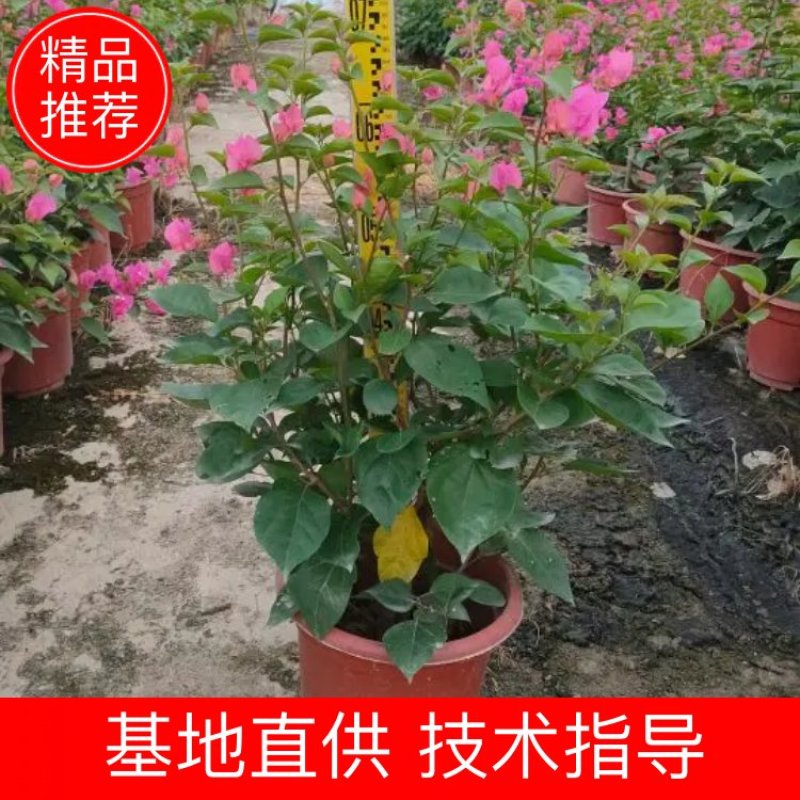 三角梅，勒杜鹃，观赏植物，基地直销，价格实惠，