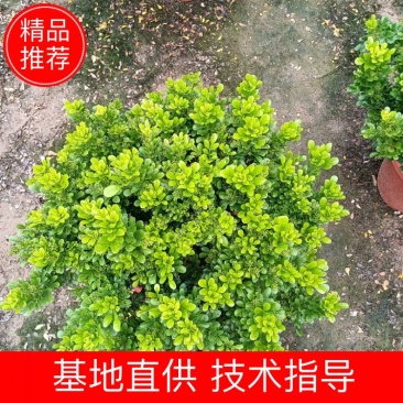 米兰花，米兰仔，基地直销，大量出售，价格实惠，