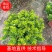 米兰花，米兰仔，基地直销，大量出售，价格实惠，