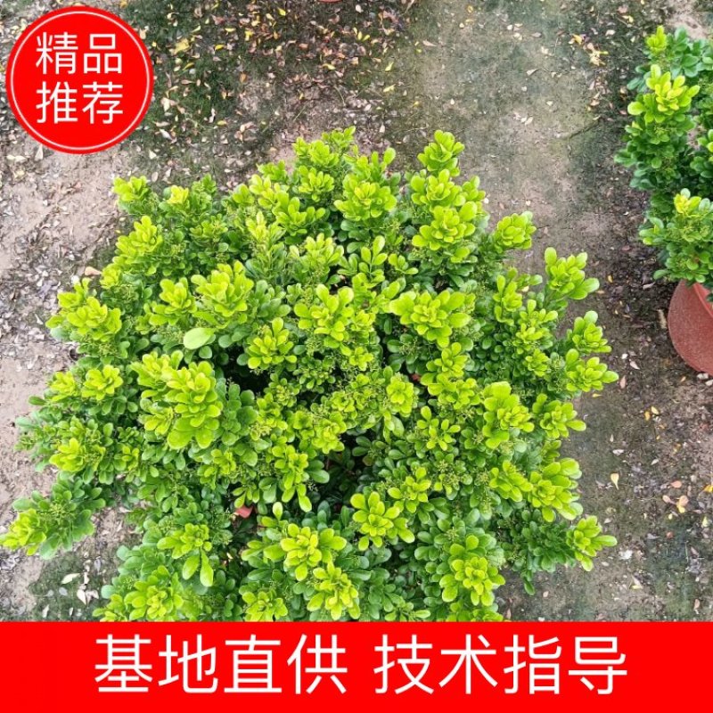 米兰花，米兰仔，基地直销，大量出售，价格实惠，