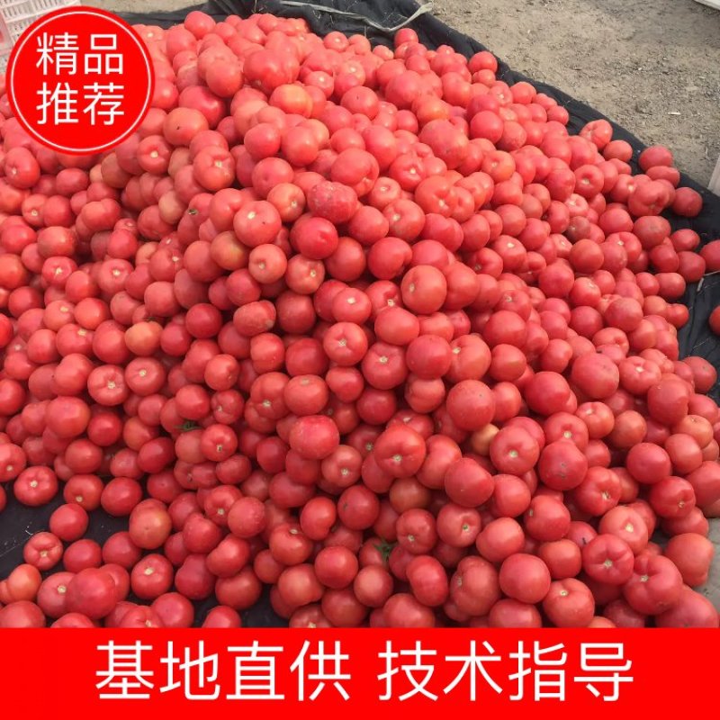 【硬粉西红柿】弧三以上精选产品河北产区直供一手货源