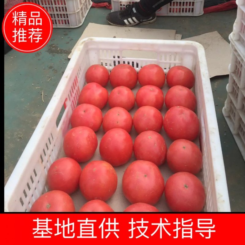 【硬粉西红柿】弧三以上精选产品河北产区直供一手货源
