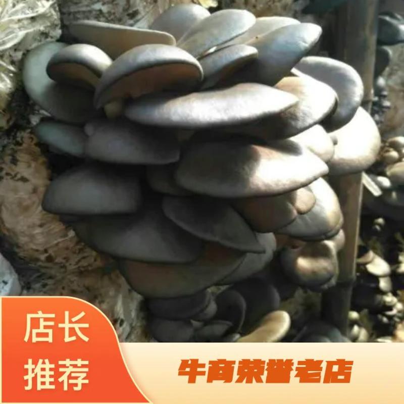 【蘑菇】河北蘑菇4cm干鲜货量大质优高品质