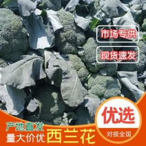 凌海西兰花大量上市